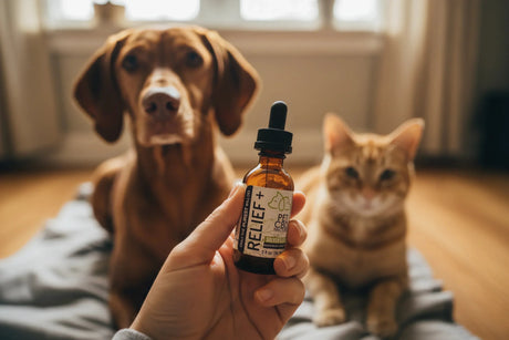 Full spectrum CBD dosing guide for dogs and cats