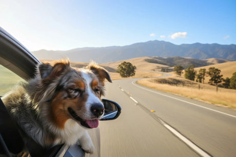 Happy dog traveling in car with CBD - VetsGrade natural travel anxiety relief
